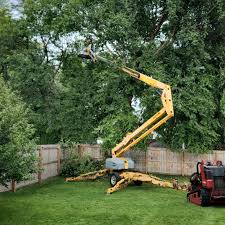 How Our Tree Care Process Works  in Snoqualmie, WA